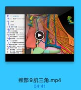 369[甲状線]纤维囊 fibrous ca
L 甲状服基精带 sHspensory
380囊帮间限 spoce betwcen
2)位置与电等:
●3)甲状腿的动和哦的神丝
39 ● 甲状庫上动脉 saperior thy
40●唯上神经 superior larya
41₽ 甲状腿下动酥 inferkor tywn
42
41
44

二、舌骨下区
2(二)肌三角 maaeslae tringlc
32F 1.城界
2.内南
33 舌骨下机群 ntaly=id wuu
35甲状線 thyroid gland

37 甲状腺研 sheath of thyroid

喉返神经 recurrent Larym
權下神经 inferior larypee
甲状腺最下动誌 artenia 1f

颈部9肌三角.mp4

04:41