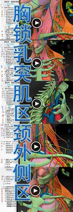 胸锁乳突肌区颈外侧区