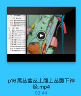 43

前列縣静酥品 prost
(三)淋巴引流
48 1.監外淋巴話 eodemnali
49 2. 盛內淋巴结intemal i
50 3.低淋巴结 sacral bymg
51 韩总淋巴l commos dlian
◎(四)神经
1E& lumbar plexus
◎ 腰舰干 lumbosacral trun
◎ 52闭孔神经 obturator nery
6 53 耗L sacral plecus
55 16.bl coceygeal pleius
56 腰交感干lumhar sympath
57 低交感干sacral wy=pech
58 奇神经节 ganglion impe
59 上腹下品superior hypogn
60 左,右下護下M inferior hg
61 盆内神经 pelvie splann

p16尾丛盆丛上腹上丛腹下神
经.mp4

02:44