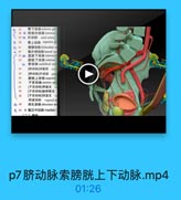 27

臀下动誌inferior glu
28 6 期部内动脉internal
29 ◎ 紅动脉 anal artery
0 30 醫上动酥 soperior g
0 41

解腰动脉 tiolumbar an

0 42

能外侧动脉 lateral sac
31o 直肠下动脉 inferior
靜號下动脉 inferior
醉动脉 umbilieal arie
[动脉]闭塞部 0Col

34

EE

[精动脉]开放部
pal
膀胱上动脉superiot

36

子宫动脉 uterine arte
[子宫动誌]卵巢支
[子宮动脉]输卵管支
【子宮动脉]開道克
期道动脉 vaginal ar
闭孔动脉abturator art
6 43 4.低正中动脉 median

p7脐动脉索膀胱上下动脉.mp4

01:26