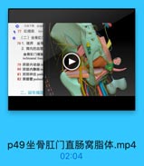 1皮下部 2线
● 77 肛提肌
lev
(二)坐骨肛
781.境界 坐質
2. 窝内的血管
坐骨肛门窝脂
ischioanal foss
79 阴部内动脉in
80 阴部内静脉in
81 阴部神经 puda
82 阴部管 pudend

二、尿生殖区

21

p49坐骨肛门直肠窝脂体.mp4

02:04