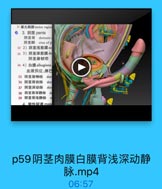 31 率丸鞘膜tunica vaginn
3.阴茎 penis
阴茎背 dorsumo
阴茎脚
crus of p
32 2)阴茎浅筋膜s1
33 3)阴茎深筋膜de
阴茎悬韧带
34 4)自膜albuginea
血液供应、淋巴
35 阴茎背神经 dor
36 阴茎背动脉
k dor
37 阴茎深动脉

dec
38 阴茎背深静脉
d

NOLepm

39 阴茎背浅静脉
s
4 里性屁道 malr

p59阴茎肉膜白膜背浅深动静
脉.mp4

06:57