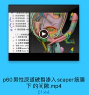 业代因型、带口
35 阴茎背神经
dor
36 阴茎背动脉
do
37 阴茎深动脉

de

38
阴茎背深静脉

d

39 阴基背浅静脉
C

4. 男性尿道male
(二)女性尿生班
: 1.尿生殖三角
37
,2. 女性尿道fem
3.女性外生殖器
38 阴阜 mons pubis

YUCUNG T13.com

39
大阴唇 greater lip
40 小明唇 lesser lip

p60男性尿道破裂渗入scaper筋膜
下的间隙.mp4

01:44