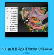 81 2.输尿管壁内部

82

(四)前列腺

333

1. 形态与毗邻

3.cgm

前列腺 prosta
耻骨前列腺

84

前列腺沟 pros
2. 组织学分区
3.血液供应
(五)输精管盐

85

输精管ductus d

86

射精管ejaculato

87

精囊seminal ve

p35前列腺沟分叶组织学分区.mp4

02:55