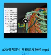 3.血管
0-79(1)肱动脉brachi
( 801)肱深动脉 deep
◎812)尺側上副动脉
● 823)尺側下副动脉
● 83-(2)肱静脉brachi
4. 神经
◎ 85(1)正中神经mec
86(2)尺神经ulnar
87(3)桡神经radial
臂外側下皮神:

YU GONG Y,13.com
brachial cutane
88(4)肌皮神经mus
前臂外侧皮神

a20臂部正中尺桡肌皮神经.mp4

02:44