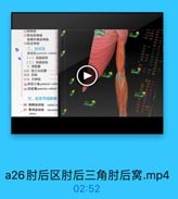 12機神经
13骨间后神经
前臂外侧皮神经
14肌皮神经
二、时后区
討后区 posterior eubital
(一)浅层结构
(二)深层结构
1.课篩膜
152.监三头肌腱
163.时肌
174.尺神经
18.附后三角 posterior cuhit
19 posterior cuhital
三、时关节动脉网
-20 烧倒退动脉 radial re
21 骨间返动脉
recurren

arter

a26肘后区肘后三角肘后窝.mp4

02:52