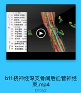 ◎(1)视层:
58
桡倒腕长伸肌
59

桡侧腕短伸肌

60

指伸肌 extenso
小指伸肌
exten
62 尺侧腕伸肌

ex

(2)深屋
-63

拇长展肌 abdl

64

拇短伸肌
exte

-65
拇长伸肌
66

exte

示指伸肌

exte

. 75
旋后肌
supina
3.骨间后血管神经

.67
[烧神经]深支

68
71

骨间后动脉

p

骨间后静脉

pc

b11桡神经深支骨间后血管神经
束.mp4

01:52