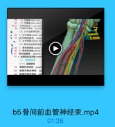 4U

2)尺静脉ulnar vein

41

3)尺神经 ulnar nerve

33

73 a
尺神经肌支 mascular

b

尺神经手背支 dorsal bt
(3)正中血管神经束
42 1)正中神经median ner
72 [正中神经]肌支 muscl

3.com

2)正中动誌 median arte
(4)骨问前血管神经束

43
1)骨间前神经 anterior i
69
2)骨问前动脉anterior i
70
骨间前静脉 anterior in
53 4.前臂屈肌后间隙 pasterig
二、前臂后区
(一)浅层结构
54
前臂后皮神经 posteri

55
前臂内側皮神经 mc
56 前臂外侧皮抽经
lat

b5骨间前血管神经束.mp4

01:26