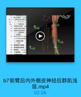 09 2)背网刊动款m師
70 骨间前静脉
anteri
0 33 4. 前臂屈肌后间辣 pon
二、前臂后区
(一)浅层结构
54
前情后皮神经
pOs

55
前臂内側皮神经
56

前臂外侧皮神经
(二)深层结构
1.深筋膜

57
腕背侧韧带 dorsa
又名伸肌支持带。
2.前臂肌后群
(I)浅层:
58 桡侧腕长伸肌
59
桡側腕短伸肌
60
指伸肌 extensos
-61 小指伸肌 exten

b7前臂后内外侧皮神经后群肌浅
层.mp4
02:28