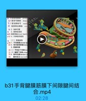 oe掌深弓静脉
deep
0f 掌浅静脉弓

super
◎ 指掌側总静脉

con

◎ 2.浅淋巴管
◎ 3.桡神经浅支
066 指背神经 dorsal digital
0 67 4. 尺神经手背支
(二)深层结构
●68 1.手背豬膜dorsal ap
69 2.骨间背側筋膜dors
3. 筋膜间隙
70(1)手背皮下间限dor
71(2)腱膜下间際subapo
72 4.指伸肌鍵tendon o
73

腱间结合 inter tendin

b31手背腱膜筋膜下间隙腱间结
合.mp4

02:28