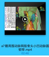 12臀上神经superior
13臂上动脉superior
14臀上静脉 superior
· 15 2.梨状肌下孔
· 16坐骨神经scintic
●17股后皮神经 posT
18聲下神经 inferior
臀下动、静脉infr
20明部内动、静脉in
21期部神经 pudenda
● 3. 坐骨神经与梨
●(四)坐骨小孔及
● 22坐骨小孔lesser s
◎ 23(五)競周围动計

3

a7髋周围动脉网股骨头小凹动脉圆
韧带.mp4

02:46