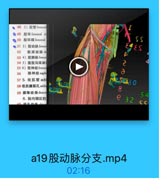 ● 48 2)股管femora
◎ 49 股环femoral #i
◎50 股环隔femoml

SS

●51 3)股动脉femor

EES

52 股深动脉di
53 4)股静脉femion
54 5)腹股沟深淋

2

55 6)股神经femor
56
隐掉经 saph
57 5. 收肌管 add
58收肌鍵裂孔 addu

3O

8

59 膝降动脉desce

S4

6. 股内侧区的

e 32

٢٢

a19股动脉分支.mp4

02:16