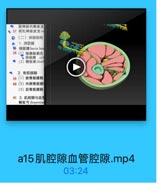 股神经内侧皮支
· 37 闭孔神经皮支cu
(二)深层结构
1.深筋膜

w.oo.333

D
闻筋購 fascia Intn
38
(1)隐静脉裂孔
·韩筋膜 cri
(2)雕胫束ioti

4 2.骨筋膜莉
39(1)前骨筋膜制
40(2)内侧骨筋膜
(3)后骨筋膜箱
41 3.机腔諒与血管
髒耻弓 ilopectint

a15肌腔隙血管腔隙.mp4

03:24