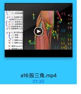 10

(3)后骨筋膜幹

ES

41

●41 3. 肌腔隙与血
●解址弓 Hopectin

46

42 (1)肌腔陣lac

2

43(2)血管腔陳工

47

、44 耻骨梳韧 带per
● 45 腔陳韧带 lacunn

「 30

● 46 4.股三角femc
(1)境界

S4

(2)内容

32 SS

47 1)股销femoral
48 2)股管femoral

33.56

49 股环 femoral ri

11 34857

50 股环隔femorl

a16股三角.mp4

01:30