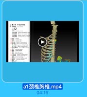 颈椎胸椎腰椎骶尾椎骶尾骨