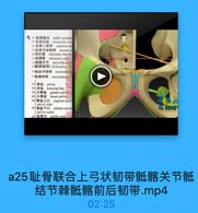 a25耻骨联合上弓状韧带骶髂关节骶
结节棘骶髂前后韧带.mp4