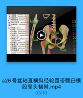 a26骨盆轴直横斜径轮匝带髋臼横
股骨头韧带.mp4