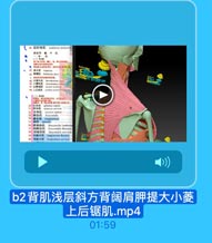 背 肌 浅 层 斜 方 背 阔 肩 胛 提 大 小 菱
上后锯肌.mp4