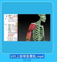 上 肢 带 肌 臂 肌 .mp4