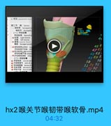 喉 关 节 喉 韧 带 喉 软 骨 .mp4