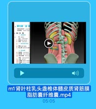 m1肾叶柱乳头盏椎体髓皮质肾筋膜