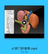 x7肝门肝韧带.mp4