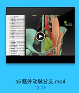 a5髂外动脉分支.mp4