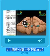 n 24 水平裂 horigolal fiseuru
0 25 后日板社
心 26小脑前叶 anteriur lobe ol
6 27 小滴后叶 posterior lobe
0 28 绒球小结叶 flaccaloneo

YU CONG YHJGOM

◎ 29 方形小計前部 hmcior q0
D

方形小叶后部 posleriur
0 30 上半月小叶 superiar set
下半月小叶 inferiar semil
o 31 IEd4t madian lobule
32 旁正中小叶 paramnedian
33 二腹小叶 biventml lobal
二腹前内
战问沟

b

Nant corpus of cerebell
3.小窗的功能分送
34 /(u hierehellim)
蔬在小店(vestileloccre ..- ll
35 日小隆:yaecreyhellun)
脊麗小演(epircerelsrlhan)
36 新小商(ankmmdlellun),

b小脑核小脑上中下脚.mp4

05:31