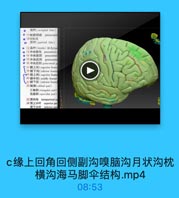 ● 枕叶(occipital lobe)
· 11杭前切迹 preoccipit
· 10現枕线
IHt (parietal lobe)
● 12島叶(immula)結岛(ins
13中央前沟 prccentral s
14中央前回 precentral
15中央后沟 postcentra
16 中央后回(peetoentral s
17额上海(superior froeta
18 额下沟(inferior frontal
19 额上回(seperine froata
20 额中国(midllle frantal
21 顧下回(inferior fmonta
22 驅部(orlital part)
三角部(triargpilar part)
岛盖部(operrualar part)
23頂内沟 intraparictal su
24 項上小计 superior par
顶下小叶 inferior par

b岛叶中央前后沟回额上中下沟
回.mp4
01:40
