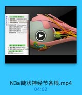 三.动眼神整

3

动眼神经 oculomotor nerve
动眼神经核 nucleus of oculoa
6 动際神经副核 accessory nuc

4

◎25 糖状神经节 ciliary ganglion
[睫状神经节]副交感機 parasymn
/睫状神经节]交感根 sympatheti
[壁状神墊节]感觉根 sensory 000
睫状短神经 shori ciliary nerve

四,番车神整
11 滑车神经(trechlear nerve)
12 滑车神经核 nucleus of trochi
展神经
6 麗神经(ahducent netve)

N3a睫状神经节各根.mp4

04:02