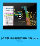 第十八章 周围神
1 周国神经系统 peripher

wxxx333

第一节 脊 神
一概述
(一)骨神经的构成,分园
● 10 前根(anlerior mot)
11 后根(poslericr root)
9 脊神经(=pinal nenes)
12 脊神经节(spinal ganglion
13 颈神经(cervieal nenves)8
14 胸神经(thoracie nerves)1
15 腰神经(lumhar serves)5
16 低神经(sarral penes)53
17. 尾神经(coceygral nerves)
18 马尾(cauda equina)
19 1. 铝体感觉神经 Somato

ja1脊神经颈胸腰骶神经马尾.mp4

03:31