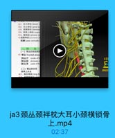 391.枕小神经(lesser d
402.耳大神经(greaf a)
413.頭構神经(transves
424.镇骨上神经(supra
43.5. 關神经(phrenic n
44副驅神经(accesmory 1h
颈禪(ansa cervicalis)

三、理
从
从
(一)韓丛的组成和作
45 臂丛(brachial plexuas
[臂丛]干 trunks of b
[臂丛]股 divisions C

EE8

[臂丛]東 cords of br
(二)青丛的分支
锁骨上分支

mo

46 1.胸长神经(long th

ja3颈丛颈袢枕大耳小颈横锁骨
上.mp4
02:37