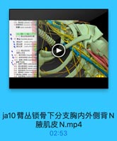 435、關神路(phrenic non
翠帶(ansa cervicalin)
三、营丛
(一)請品的期成和位置
● 45 開品(hrachial plecms)
· 胃品干 trmks of hrachial
● /時品證 divisices ofbrci
●/購站]東 conds of hiaeleial
(二)臂品的分支
请骨上分支
●41. 陶长神绿(long thocackd
●472. 肩界青神经[dorsut scaf
483.肩牌上神峰(suprascapl
,销骨下分支
1. 肩神下神经|subocapulan
502.胸内餅神師[medal pect
513.海外衡神綠(lateral pecto
524.背神经{thoracodorsal
535.旅神经[axilary nerve)1
54 發外劑上度神经 sgerir Tofoia
66.駅皮掉经{maculocigni

ja10臂丛锁骨下分支胸内外侧背N
腋肌皮N.mp4
02:53