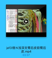 palmar digital nerve df iiei
9 67 尺掉经(uinar nerve].(C)
● 65 [尺神陸]基支 mescstac

ulnar nerve
$ 49 [尺神经零支 palmat brat
70 #15 dorsal brangh of
71 1S 3 superficial bech
指掌侧总神经.m6p
72 IN & deep branch
75 9. 410 12 [ radial nerve]
76 桃神经浅호 superficil Le
骨间后神经
79 BEASEI910 pouterior beach
40 营外倒下皮神號 infcioe l
B1 MTLEiAR1 poserkt egl

83 青内侧皮神经【modial
cutaneous nerve) (C
前营内侧皮神经(madal
cutaneous nervej [ C

ja13桡N浅深支臂后皮前臂后
皮.mp4
03:37