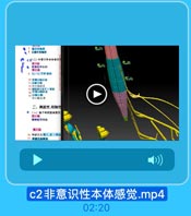 商行外餐技
5 上临中央相射
cd(二)+意明性本体感觉作
酷1話
有神纯卡维出
第2级

10 春特小啟店東
11小脑下法
12 旧小職皮国
13 毫低枣人第V-重品:
14 普编小自前東
1.5 小商上校
旧小顧皮灯
二、痛温觉、粗触觉

e

(一)熊干和四范痛溫觉
脊神经节用薩
第2线
10 身U友质第I、N-毫屋
17 費關丘法侧束

c2非意识性本体感觉.mp4

02:20