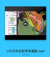 49一個视東及以后的
(视装射、
(二)連孔对光反
一 50蓋菇蘭束 sectob
51动眼神经副核
再侧聽孔缩小
js2做入中断
k 53 传出中断
L 四、听觉传导通路
54第1级 锅神经营
55

螺旋器
56第2级 期型保核和
57

0方体

58

外開丘系
59第3级 下丘
60 第4级 内創綠状体

c15对光反射传导通路.mp4

01:37