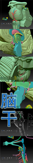 脑干2